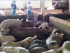 Lo thịt bẩn tràn vào TP.HCM
