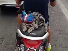 Chú mèo đội mũ bảo hiểm khi đi xe máy