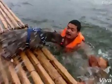 Clip: 2 chú chó hợp sức cứu chủ đang đuối nước