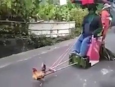 Gà trống kéo xe