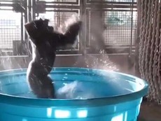 Khỉ đột phấn khích 'quẩy' trong bồn tắm