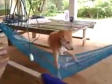 Chú chó thích... nằm võng