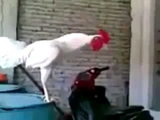 Kì lạ gà trống gáy như cười