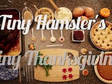 Chuột hamster đón lễ tạ ơn với bữa tiệc mini thịnh soạn