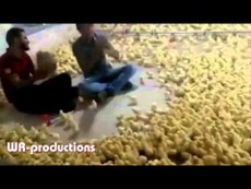 Ngộ nghĩnh thanh niên dùng tiếng hát... gọi gà