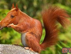 Ngộ nghĩnh sóc biến thành ngựa
