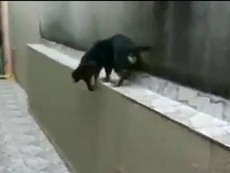 Cười ngặt nghẽo với chú chó chạy thụt lùi