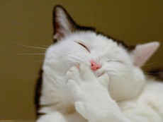 Cười lăn xem chú mèo béo tập thể dục