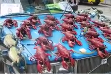 Độc đáo xe 'tôm cá nhảy múa'