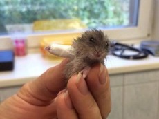 Ngắm những 'bệnh nhân' đáng yêu của vườn thú
