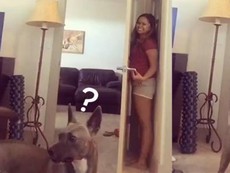 Bật cười với chú chó ngơ ngác kiếm tìm cô chủ