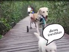 Cảm động chú chó nhỏ dắt người bạn khuyết tật đi dạo