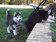 Chú husky giúp bạn leo qua bức tường bằng cách nào?