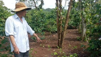 Con bò bị kẻ gian cắt mất... 4 chân trong đêm