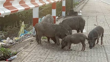 Làm gì với đàn heo thả rông trên đường Phạm Văn Đồng?