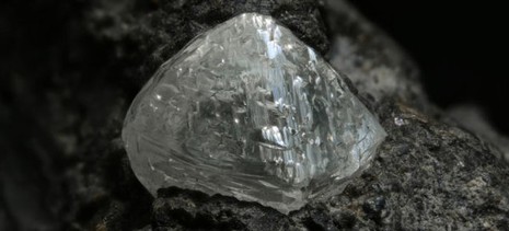 Loài cây 'sang chảnh' chỉ mọc trên đất có kim cương - ảnh 3