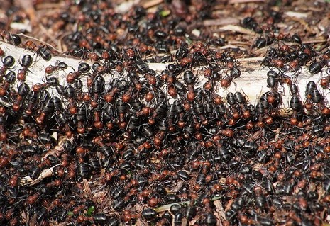 Những hiện tượng thiên nhiên cảnh báo thảm họa cho con người - ảnh 8