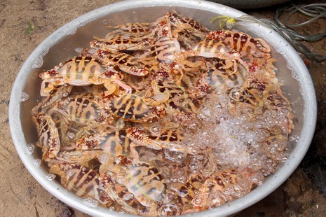 'Chảy nước miếng' với chợ hải sản ở Hồ Tràm - ảnh 12