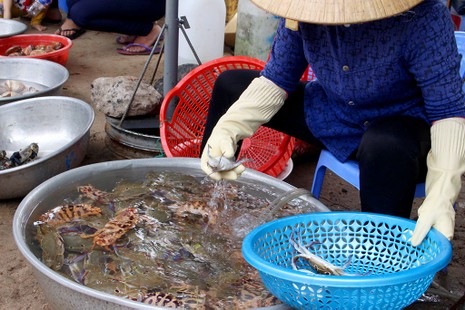 'Chảy nước miếng' với chợ hải sản ở Hồ Tràm - ảnh 13