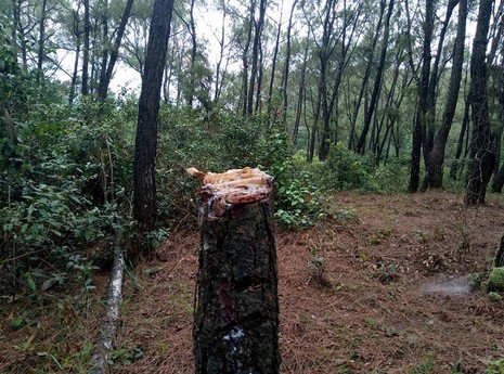 Bức tử thông là do... cam không kết trái? - ảnh 2