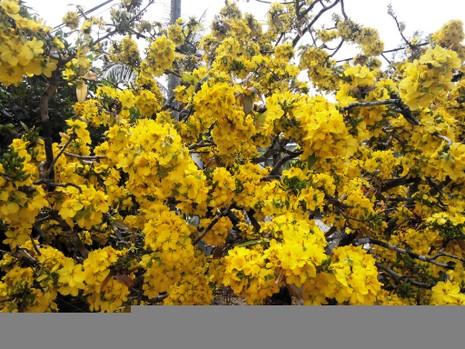Nhìn vào cây mai chỉ thấy toàn hoa...