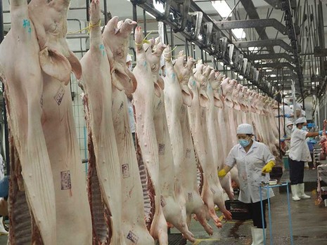 Thịt heo dư thừa, sao không xuất khẩu được? - ảnh 1
