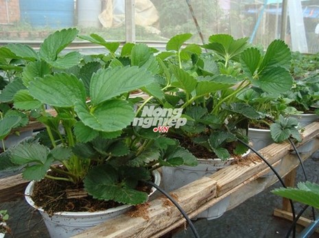Giống dâu tây lớn 'như thổi', trồng sau 5 tuần thu hoạch - ảnh 2