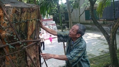 Người dân thay phiên nhau “canh gác” 2 gốc sưa tiền tỷ - ảnh 4