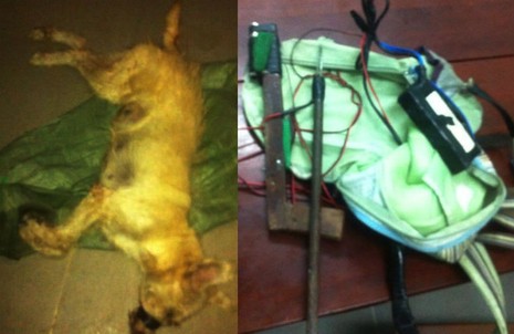 'Hiệp sĩ' vây bắt hai kẻ đi trộm chó - ảnh 2
