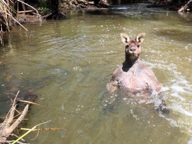Kangaroo vạm vỡ đến lực sĩ cũng 'chào thua'