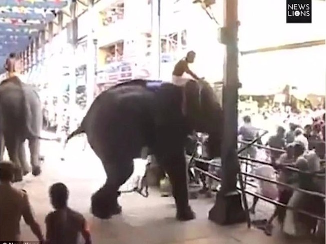 Clip: 'Voi điên' quật chết người tại lễ hội Ấn Độ