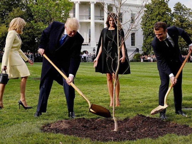 Cây sồi giao hảo ông Macron tặng ông Trump bỗng dưng biến mất
