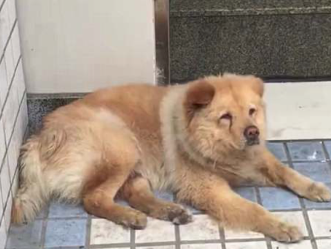 'Hachiko' Trung Quốc, 8 năm ròng đợi chủ ở ga điện ngầm