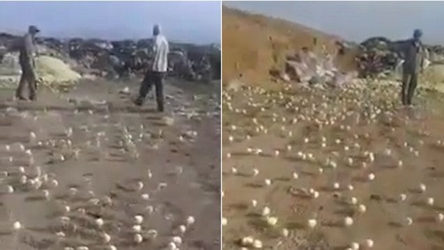 Nắng nóng làm hàng trăm trứng thối nở ra gà