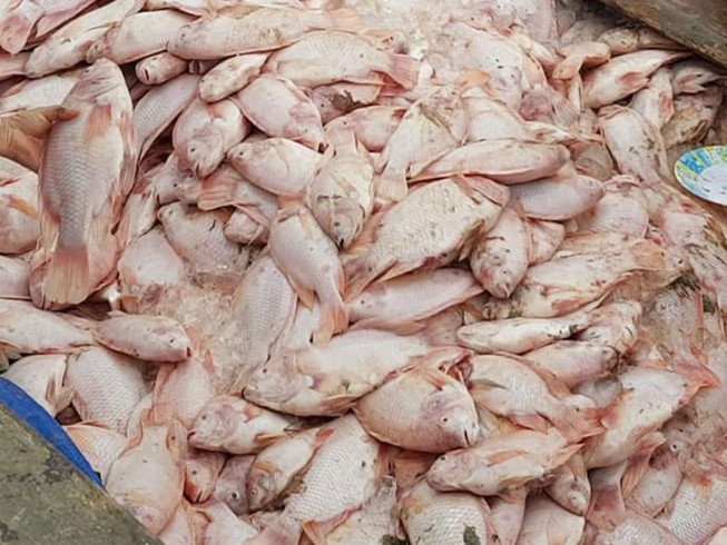 Hàng trăm tấn cá chết ở làng bè lớn nhất Đồng Nai