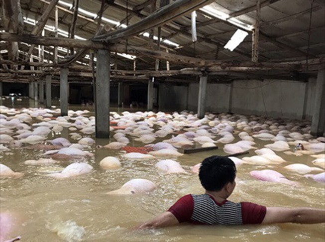 4.000 con heo chết đuối trong trang trại