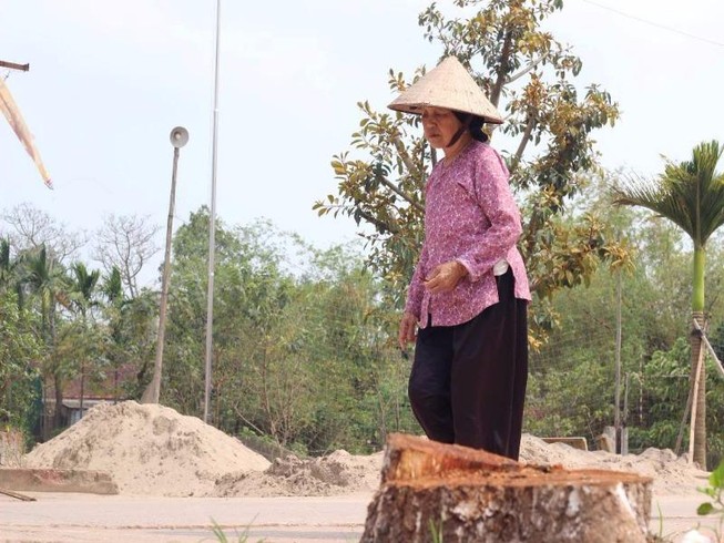 Chặt cả trăm cây xanh để dẹp vỉa hè