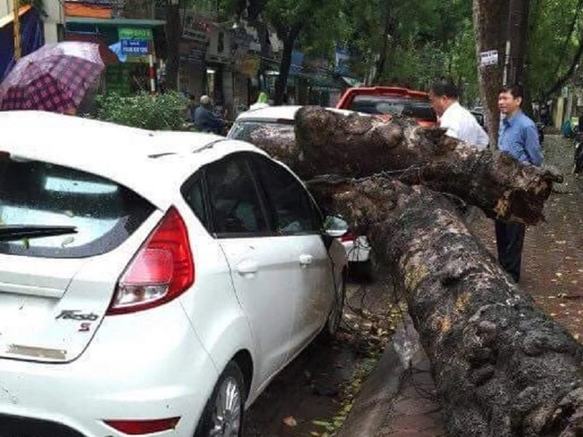 Cây xanh đổ trong mưa, đè ô tô tại Hà Nội