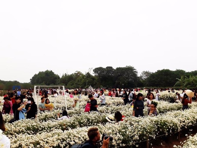 'Biển người' đi ngắm cúc họa mi, nhà vườn thu bạc tỉ