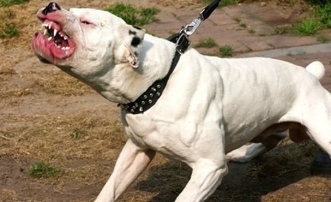 Người đàn ông bị chó Pitbull gần 30 kg cắn, kéo lê