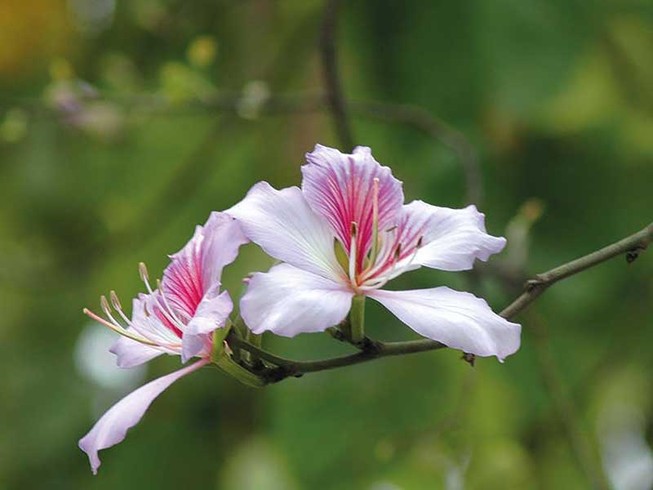 Lời mời tháng giêng