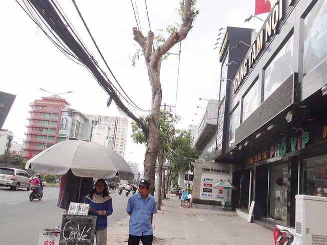 Cây xanh tan tành vì trên cắt, dưới đào