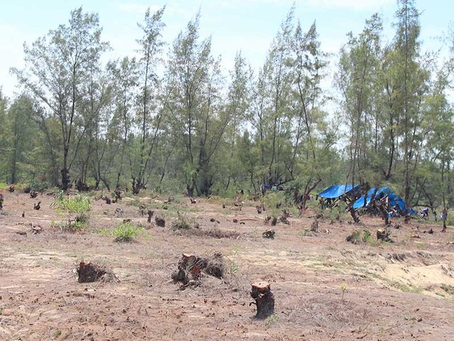Quảng Ngãi: San ủi rừng dương để trồng rau