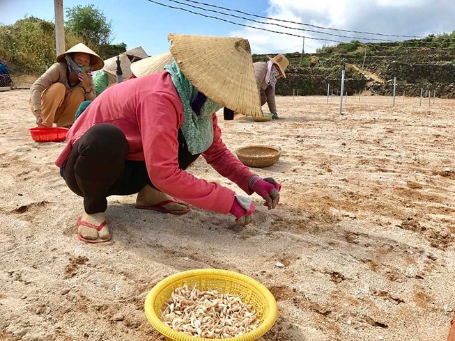Người trồng tỏi Lý Sơn và nỗi lo thiếu cát trắng