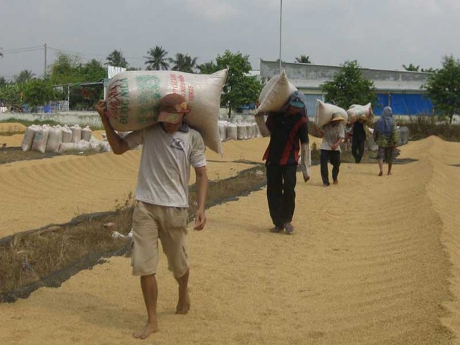 Xóa đặc quyền, đặc lợi bán gạo của VFA!