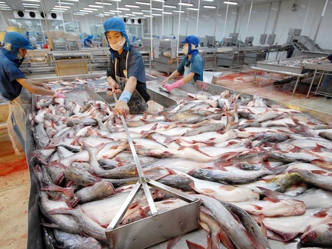 ‘Vua cá tra’ Hùng Vương lao đao vì thua lỗ
