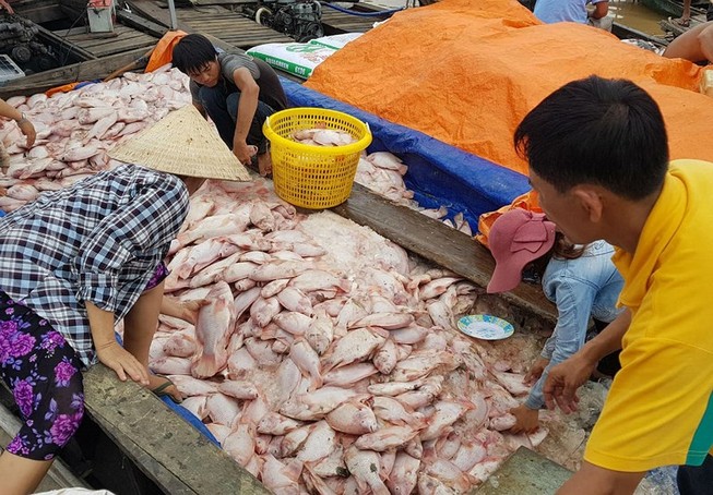 Cá chết ở sông La Ngà không phải do xả thải