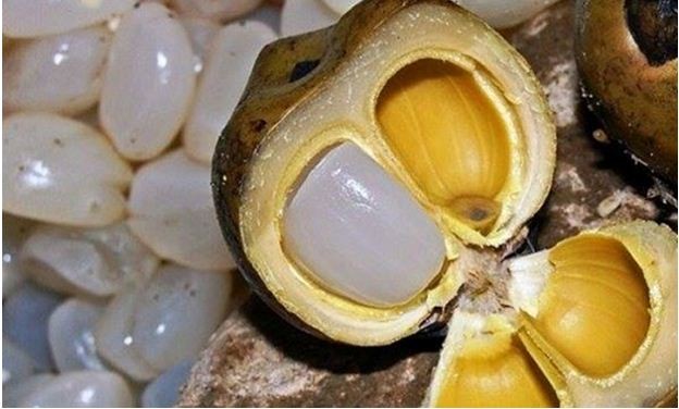 Hột đác - Món ăn dân dã khiến ai cũng phát sốt