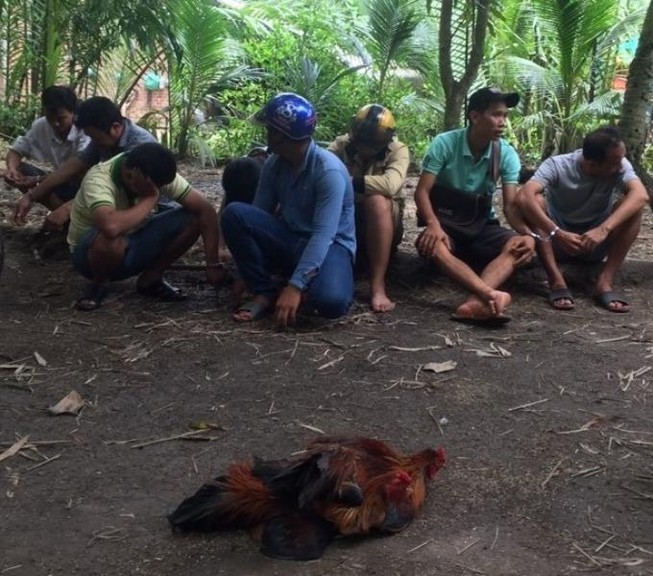 Công an Vĩnh Long phá tụ điểm đá gà trong ngày lễ