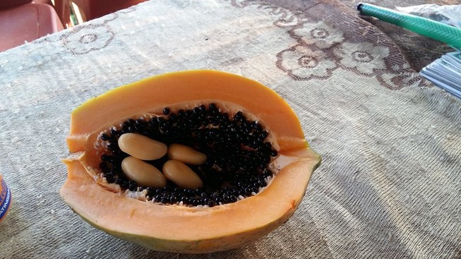 Đổ xô đi xem đu đủ 'mang bầu'